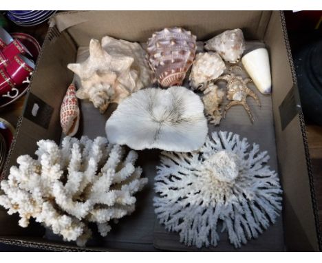 A COLLECTION OF SEA SHELLS AND CORAL