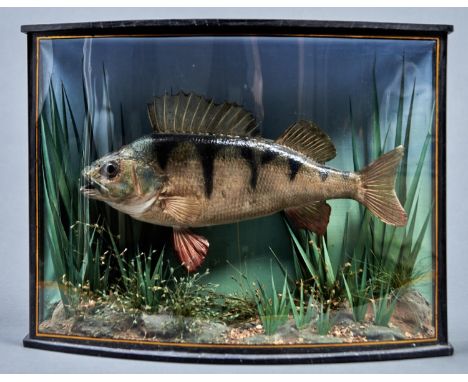 Vintage Fish Taxidermy. Perch, early 20th c, realistically mounted as if swimming above a river bed before shaded blue backgr
