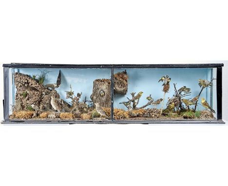 Victorian Taxidermy. Tableau of British garden birds, alighting or perched on the ground or, in the case of the blue tit to t