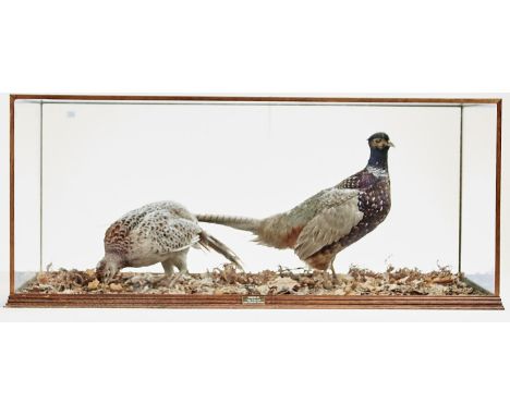 Vintage Taxidermy. Pale Pheasants, 20th c, mounted on a ground of woodland litter, the light wood case glazed on all four sid