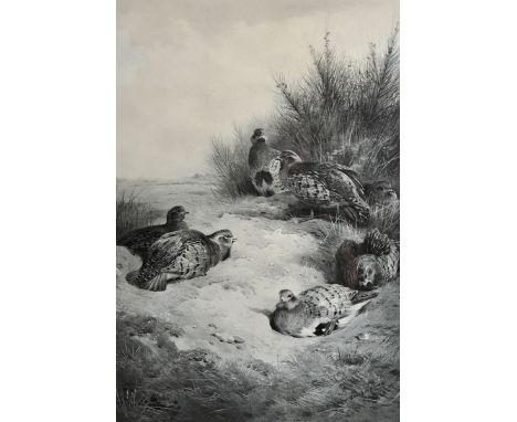 Archibald Thorburn (1860-1935) British. A Covey of Partridge, Lithograph, Signed in Pencil, 18.75" x 12.75".