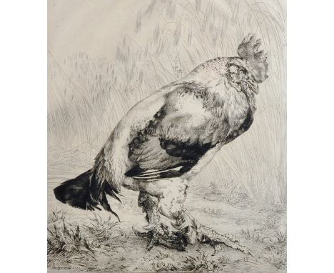 Felix Bracquemond (1833-1914) French. "The Rooster", Etching, Signed in Pencil and numbered 101, 12" x 10.25". Provenance; Br
