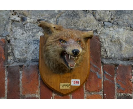 Taxidermy: a fox's head, on oak shield, with plaque inscribed 'R A Bordon Drag, 30-11-34'. 