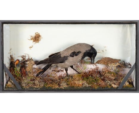 VICTORIAN TAXIDERMY.&nbsp; HOODED CROW AND THRUSH, REALISTICALLY MOUNTED AMIDST VEGETATION BEFORE LIGHT BLUE PAINTED BACKBOAR