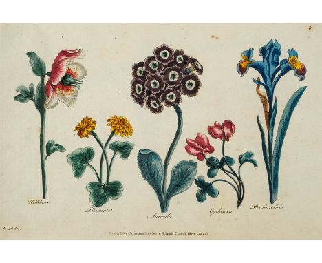 Heckle (Augustin). Bowles's Drawing Book for Ladies; or Complete Florist: being An Extensive and Curious Collection of the mo