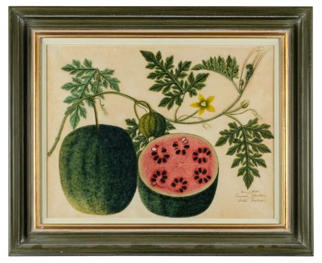 Company School. Mandikai. Cucumis Citrullus. Water Melon, circa 1825, fine large-scale botanical watercolour on laid paper of