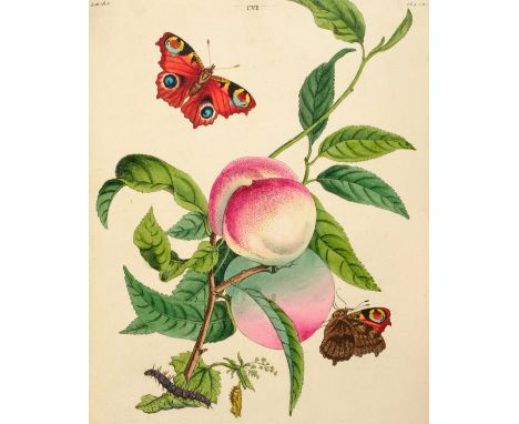 Wilkes (Benjamin). One Hundred and Twenty Copper-Plates of English Moths and Butterflies, representing their changes into the