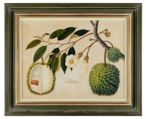 Company School. Doorian. Durio zibethinus, circa 1825, fine large-scale botanical watercolour of a Durian on laid paper, wate