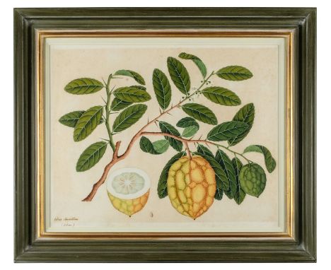 Company School. Citrus Aurantium (Citron), circa 1815-20, fine large-scale watercolour of a bitter orange on laid paper, wate