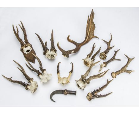 Taxidermy, a collection of mixed antlers and a vintage mounted horn, mostly Muntjac some with part skulls one shield mounted 