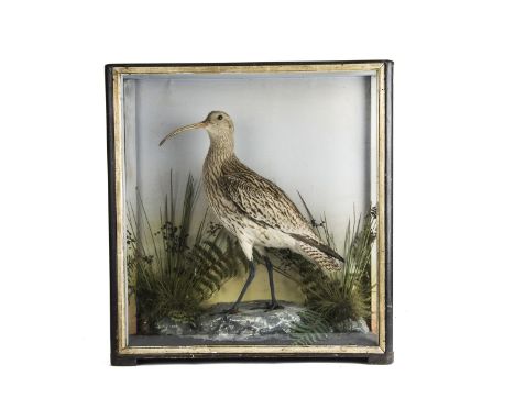 Taxidermy, a vintage , well mounted Curlew, in case, with glass front and sides. Mounted stood on a rock with vegetation to t