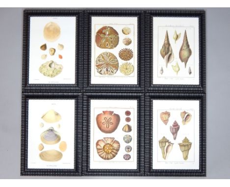 Six plates of different types of shells by various engravers, mounted in hand-finished black ribbed frames, 36 x 25cm (6) 