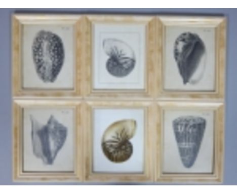 Six plates of large sea shells by various artists, mounted in hand-finished distressed frames, 30 x 24cm (6) 