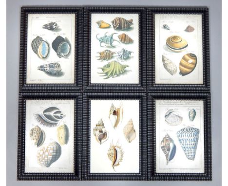 Six plates of different types of sea shells by various engravers, mounted in hand-finished black ribbed frames, 36 x 25cm (6)