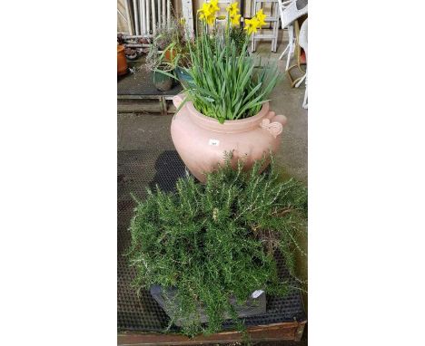 Large plastic urn planter along with another planter and plants