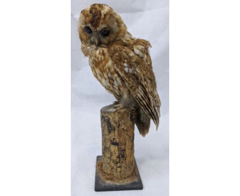 A Taxidermy Tawny Owl, perched on a tree stump, total item height, 39cm