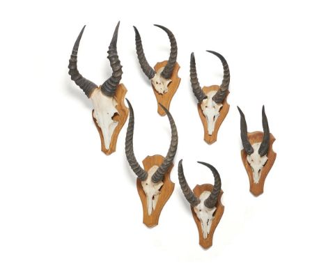 A GROUP OF SIX VARIOUS ANTELOPE HORNS  MODERN All skull and antler mounts, including various species The largest 73cm high, 3