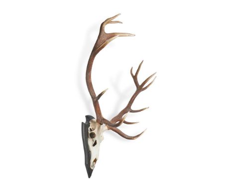A SET OF RED DEER ANTLERS, CERVUS ELAPHUS  Skull and antler mounts, with twelve points, mounted on an ebonised shield base  1