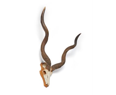 A SET OF THREE PALE WOOD MOUNTED KUDU ANTLERS, TRAGELAPHUS STREPSICEROS  MODERN  All skull and horn mounts  The largest 102cm