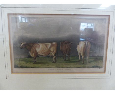 Lithograph of three Short-Horn Cows (1840). Script to Lower edge reads John Sheriff ARSA PLATE XII