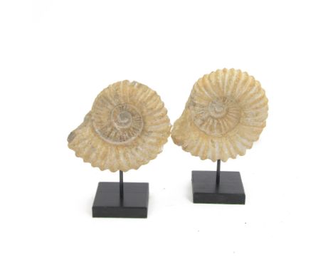 Pair of ammonite fossils, mounted upon a rectangular wooden base, age; Cretaceous period, location; Morocco, H24cm