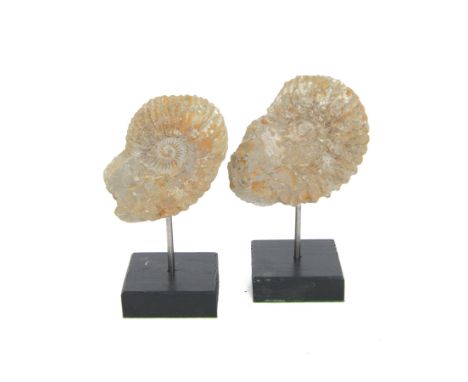 Pair of ammonite fossils, mounted upon a rectangular wooden base, age; Cretaceous period, location; Morocco, H7cm