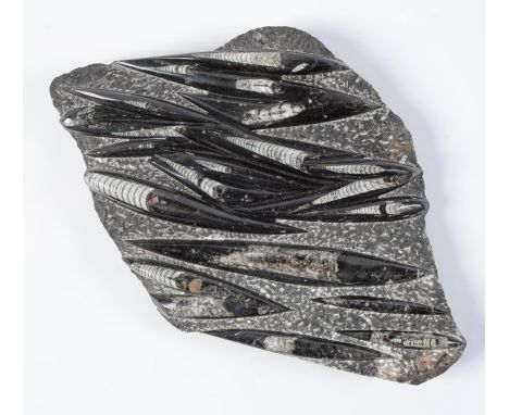 An Orthoceras fossil marble slab, c50 x 33cm  