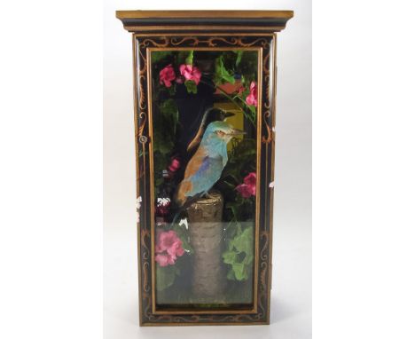 (Coracias Garrulas) - European roller, a cased preserved single bird: set on a stump with floral surround in a mirror backed 