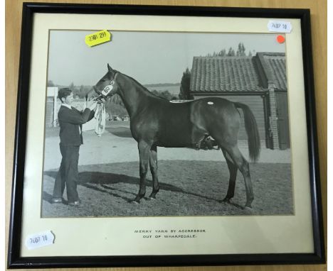 A box containing a collection of various horse racing photographs including "Merry Yarn by Agressor out of Wharfedale", "Prim