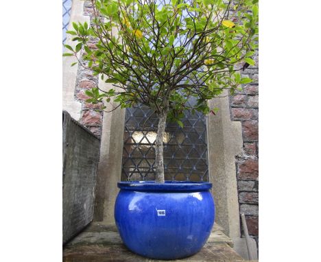 A ceramic garden planter with bright blue glaze containing a well established bay tree