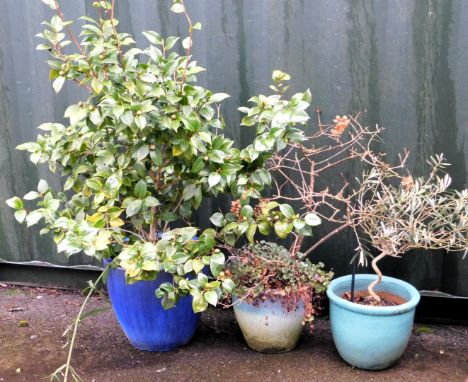 Three ceramic garden plant pots, the largest cobalt blue containing a bay tree, 42cm high, 46cm diameter.