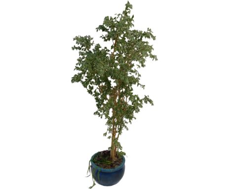 A ficus variegata, in a turquoise ceramic plant pot, 220cm high overall.