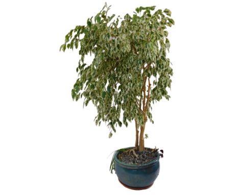 A ficus benjamina or weeping willow, in a turquoise ceramic plant pot, 200cm high overall.