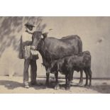 Bisson, Louis-Auguste: Prize animals