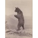 Anschütz, Ottomar: Animal studies