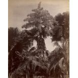 Ceylon: Botanical studies