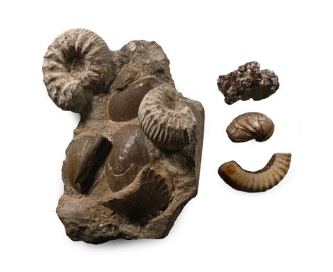 Jurassic Period, circa 184.2-174.7 million years B.P. Comprising: a reconstructed assemblage matrix with Liparoceras ammonite