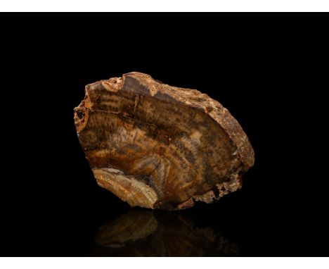Jurassic Period, circa 199-145 million years B.P. A cut and polished section of petrified wood trunk.  770 grams, 14 cm (5 1/