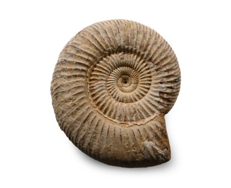 Jurassic Period, circa 174-145 million years B.P. Perisphinctids indogermanus fossil ammonite showing clear ribbing.  136 gra