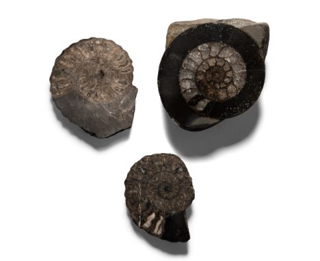 Jurassic Period, circa 180 million years B.P. Comprising three ammonite halves, possibly Dactylioceras commune.  651 grams to