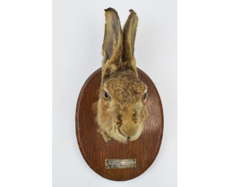 Early 20th century taxidermy hare's head, 'Vale of Lune Harriers Cantsfield, 12th Dec 1923', mounted by the Army &amp; Navy S