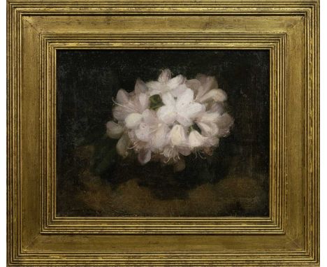 JAMES STUART PARK (SCOTTISH 1862 - 1933), RHODODENDRON oil on canvas, signed, titled label versoframed image size 30cm x 38cm