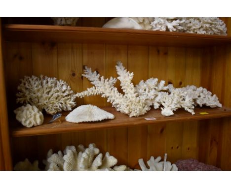 A collection of coral specimens and similar.&nbsp;(One shelf)&nbsp; 