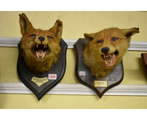 Taxidermy:&nbsp;two Fox heads, the first by Rowland Ward, on oak shield with plaque inscribed 'Cattistock Hunt, Nov 13th 1937