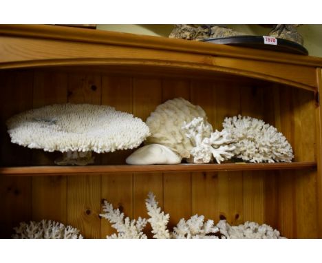 A collection of coral specimens and similar.&nbsp;(One shelf)&nbsp; 