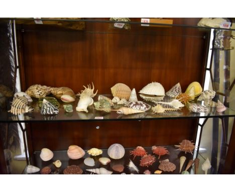 A collection of exotic shells.&nbsp;(One shelf) 