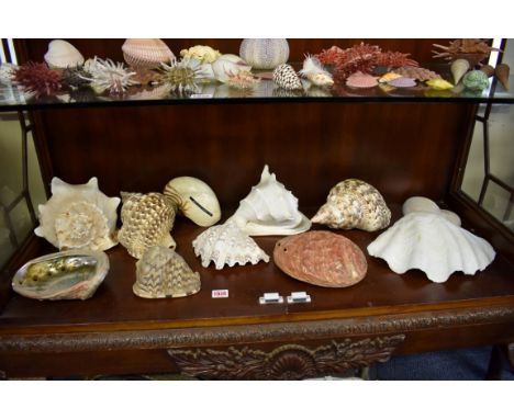 A collection of exotic shells.&nbsp;(One shelf) 