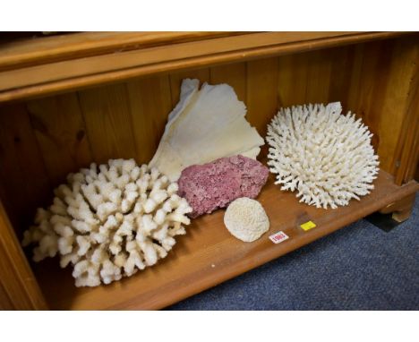 A collection of coral specimens and similar.&nbsp;(One shelf)&nbsp; 