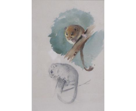 ARCHIBALD THORBURN (1860-1935). Sketches of Dormice, signed with initials, watercolour and pencil, 9¾ x 6in. Provenance: with