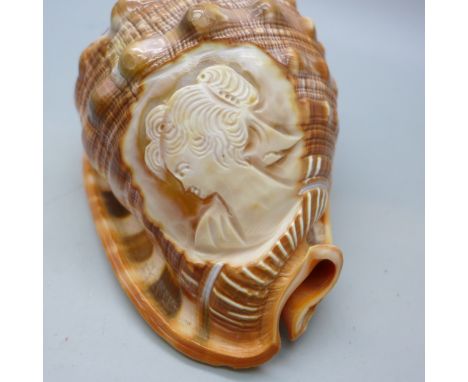 A conch shell with carved cameo portrait depicting side profile of a lady 